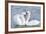 Mute Swan Courtship Display-null-Framed Photographic Print