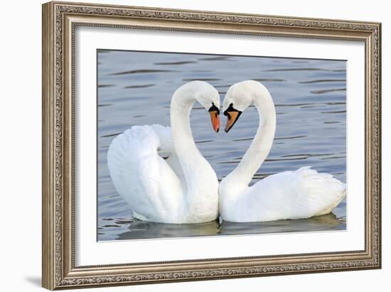 Mute Swan Courtship Display-null-Framed Photographic Print