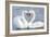 Mute Swan Courtship Display-null-Framed Photographic Print