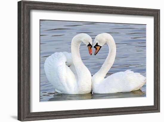 Mute Swan Courtship Display--Framed Photographic Print