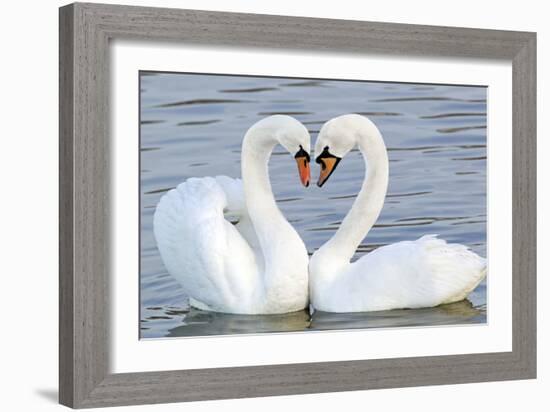 Mute Swan Courtship Display-null-Framed Photographic Print