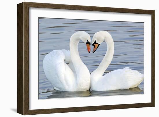 Mute Swan Courtship Display--Framed Photographic Print