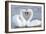 Mute Swan Courtship Display-null-Framed Photographic Print