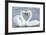 Mute Swan Courtship Display-null-Framed Photographic Print