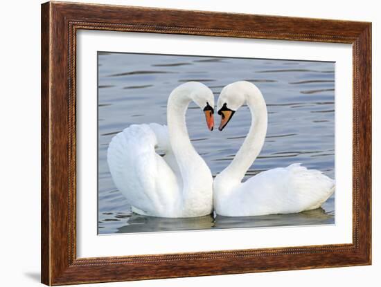 Mute Swan Courtship Display--Framed Photographic Print