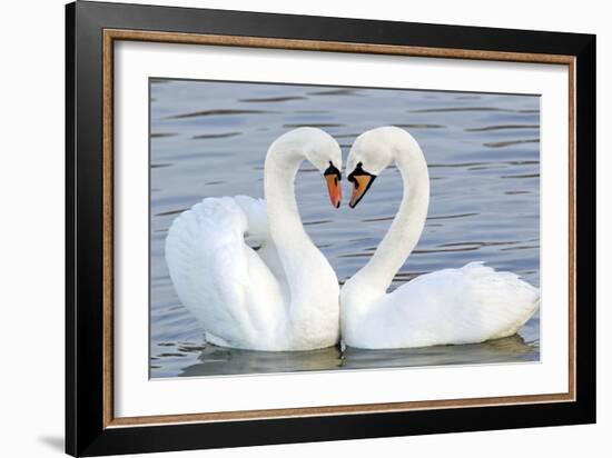 Mute Swan Courtship Display-null-Framed Photographic Print