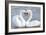 Mute Swan Courtship Display-null-Framed Photographic Print