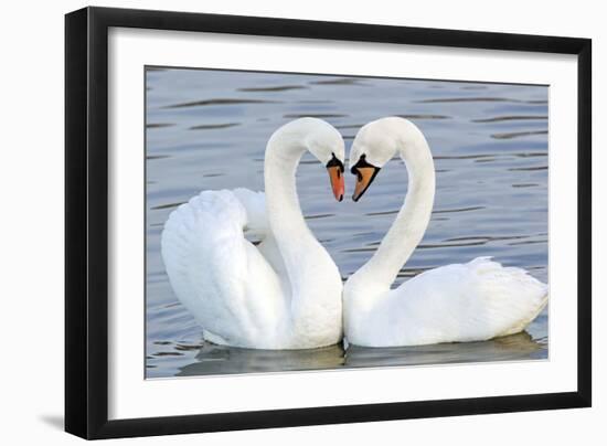 Mute Swan Courtship Display--Framed Photographic Print