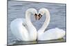 Mute Swan Courtship Display-null-Mounted Photographic Print