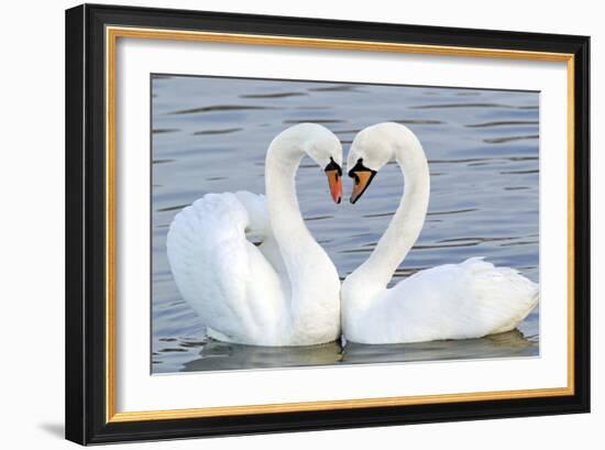 Mute Swan Courtship Display-null-Framed Photographic Print