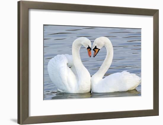 Mute Swan Courtship Display-null-Framed Photographic Print