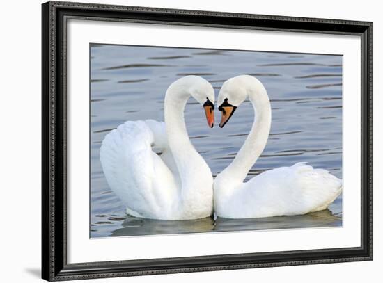 Mute Swan Courtship Display-null-Framed Photographic Print