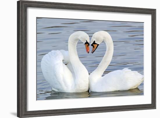 Mute Swan Courtship Display-null-Framed Photographic Print