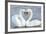 Mute Swan Courtship Display-null-Framed Photographic Print