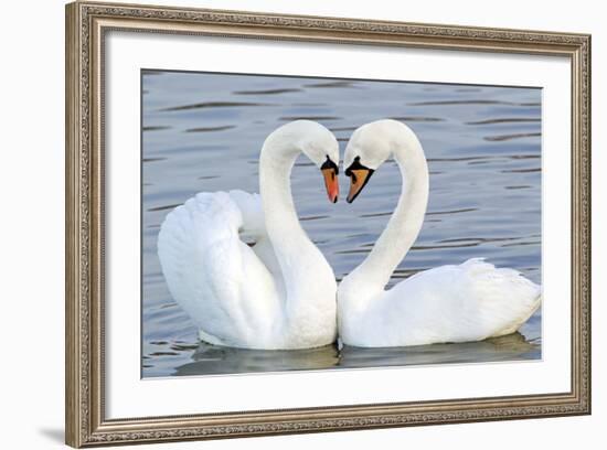 Mute Swan Courtship Display-null-Framed Photographic Print
