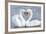 Mute Swan Courtship Display-null-Framed Photographic Print