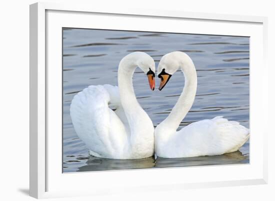 Mute Swan Courtship Display-null-Framed Photographic Print