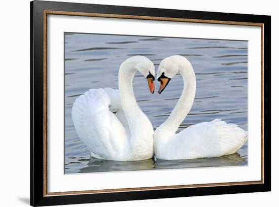 Mute Swan Courtship Display-null-Framed Photographic Print