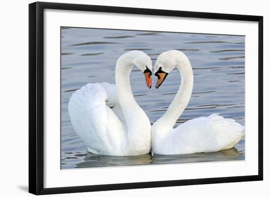 Mute Swan Courtship Display-null-Framed Photographic Print