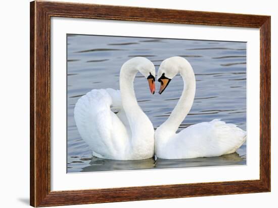 Mute Swan Courtship Display-null-Framed Photographic Print