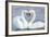 Mute Swan Courtship Display-null-Framed Photographic Print