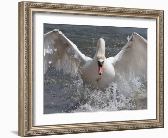 Mute Swan (Cygnus Color), Taking Off, Abbotsbury Swannery, Dorset, England, United Kingdom, Europe-Ann & Steve Toon-Framed Photographic Print