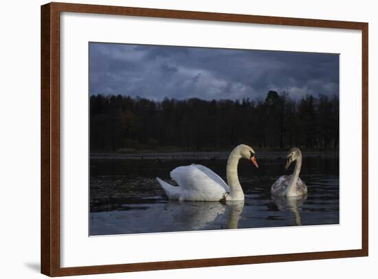 Mute Swan (Cygnus Olor), Adult And Juvenile Feeding At Twilight. Lower Silesia. Poland-Oscar Dominguez-Framed Photographic Print