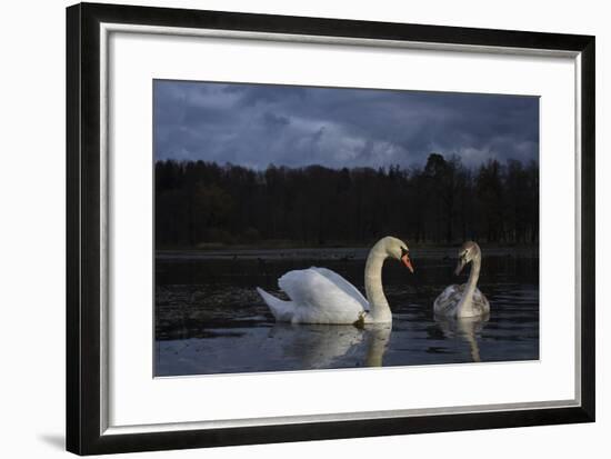 Mute Swan (Cygnus Olor), Adult And Juvenile Feeding At Twilight. Lower Silesia. Poland-Oscar Dominguez-Framed Photographic Print