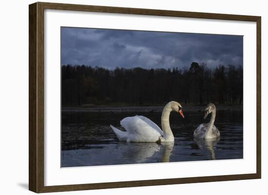 Mute Swan (Cygnus Olor), Adult And Juvenile Feeding At Twilight. Lower Silesia. Poland-Oscar Dominguez-Framed Photographic Print