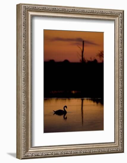 Mute Swan (Cygnus Olor) Adult Silhouetted on Lake at Sunset, Oostvaardersplassen, Netherlands-Hamblin-Framed Photographic Print