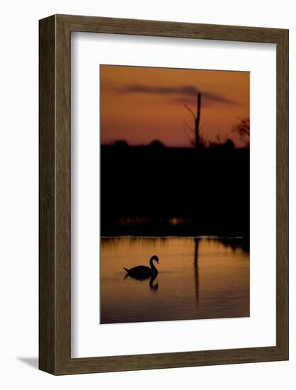 Mute Swan (Cygnus Olor) Adult Silhouetted on Lake at Sunset, Oostvaardersplassen, Netherlands-Hamblin-Framed Photographic Print