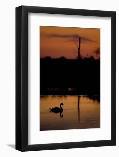 Mute Swan (Cygnus Olor) Adult Silhouetted on Lake at Sunset, Oostvaardersplassen, Netherlands-Hamblin-Framed Photographic Print