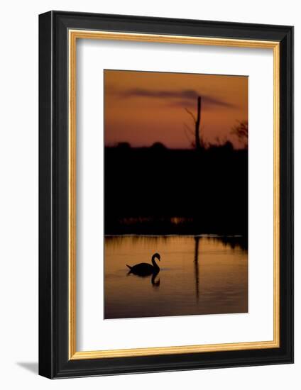 Mute Swan (Cygnus Olor) Adult Silhouetted on Lake at Sunset, Oostvaardersplassen, Netherlands-Hamblin-Framed Photographic Print