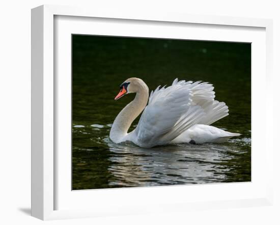 Mute swan (Cygnus olor) displaying plumage in lake, Sooke, Vancouver Island, British Columbia, C...-null-Framed Photographic Print