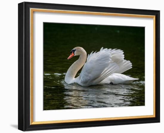 Mute swan (Cygnus olor) displaying plumage in lake, Sooke, Vancouver Island, British Columbia, C...-null-Framed Photographic Print