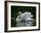 Mute swan (Cygnus olor) displaying plumage in lake, Sooke, Vancouver Island, British Columbia, C...-null-Framed Photographic Print