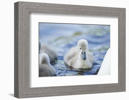 mute swan, Cygnus olor, fledglings, water, swim, close-up, looking into camera-David & Micha Sheldon-Framed Photographic Print