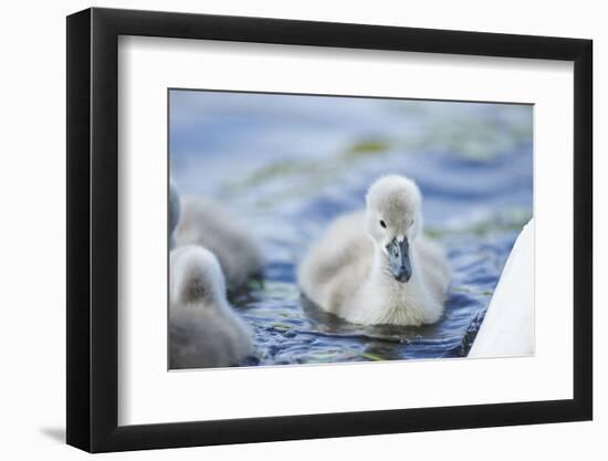 mute swan, Cygnus olor, fledglings, water, swim, close-up, looking into camera-David & Micha Sheldon-Framed Photographic Print