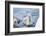 mute swan, Cygnus olor, fledglings, water, swim, close-up, looking into camera-David & Micha Sheldon-Framed Photographic Print