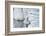 mute swan, Cygnus olor, fledglings, water, swim, close-up, looking into camera-David & Micha Sheldon-Framed Photographic Print