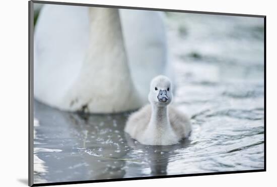 mute swan, Cygnus olor, fledglings, water, swim, close-up, looking into camera-David & Micha Sheldon-Mounted Photographic Print