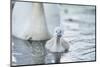 mute swan, Cygnus olor, fledglings, water, swim, close-up, looking into camera-David & Micha Sheldon-Mounted Photographic Print