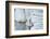 mute swan, Cygnus olor, fledglings, water, swim, close-up, looking into camera-David & Micha Sheldon-Framed Photographic Print