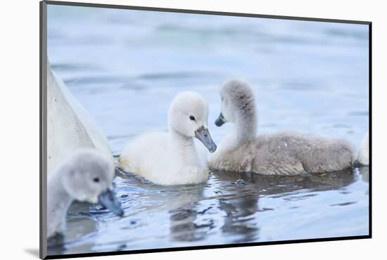 mute swan, Cygnus olor, fledglings, water, swim, close-up, looking into camera-David & Micha Sheldon-Mounted Photographic Print