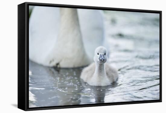 mute swan, Cygnus olor, fledglings, water, swim, close-up, looking into camera-David & Micha Sheldon-Framed Stretched Canvas