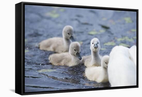 mute swan, Cygnus olor, fledglings, water, swim, close-up, looking into camera-David & Micha Sheldon-Framed Stretched Canvas