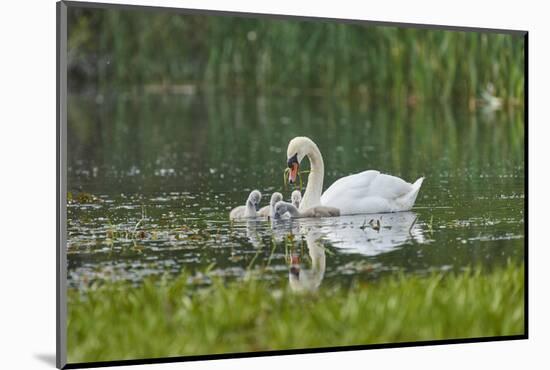 mute swan, Cygnus olor, fledglings, water, swim, close-up-David & Micha Sheldon-Mounted Photographic Print