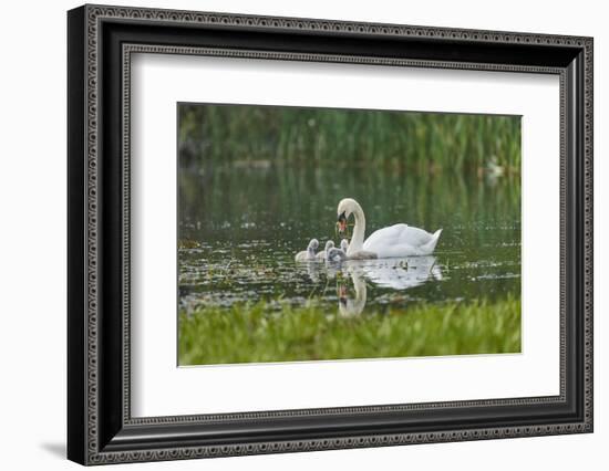 mute swan, Cygnus olor, fledglings, water, swim, close-up-David & Micha Sheldon-Framed Photographic Print