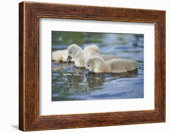 mute swan, Cygnus olor, fledglings, water, swim, close-up-David & Micha Sheldon-Framed Photographic Print