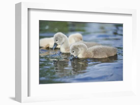 mute swan, Cygnus olor, fledglings, water, swim, close-up-David & Micha Sheldon-Framed Photographic Print